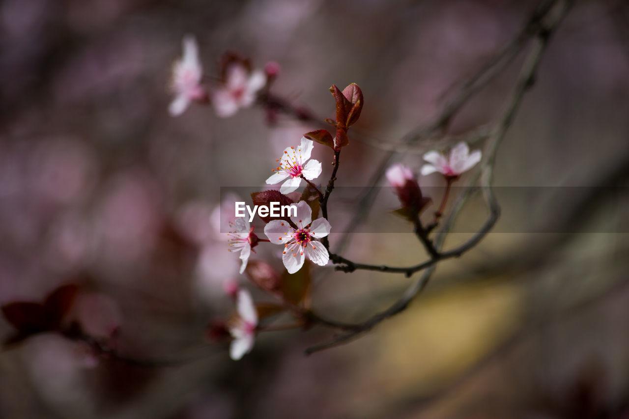 Spring flowers