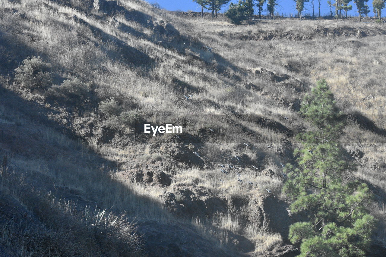 HIGH ANGLE VIEW OF TREES ON LAND