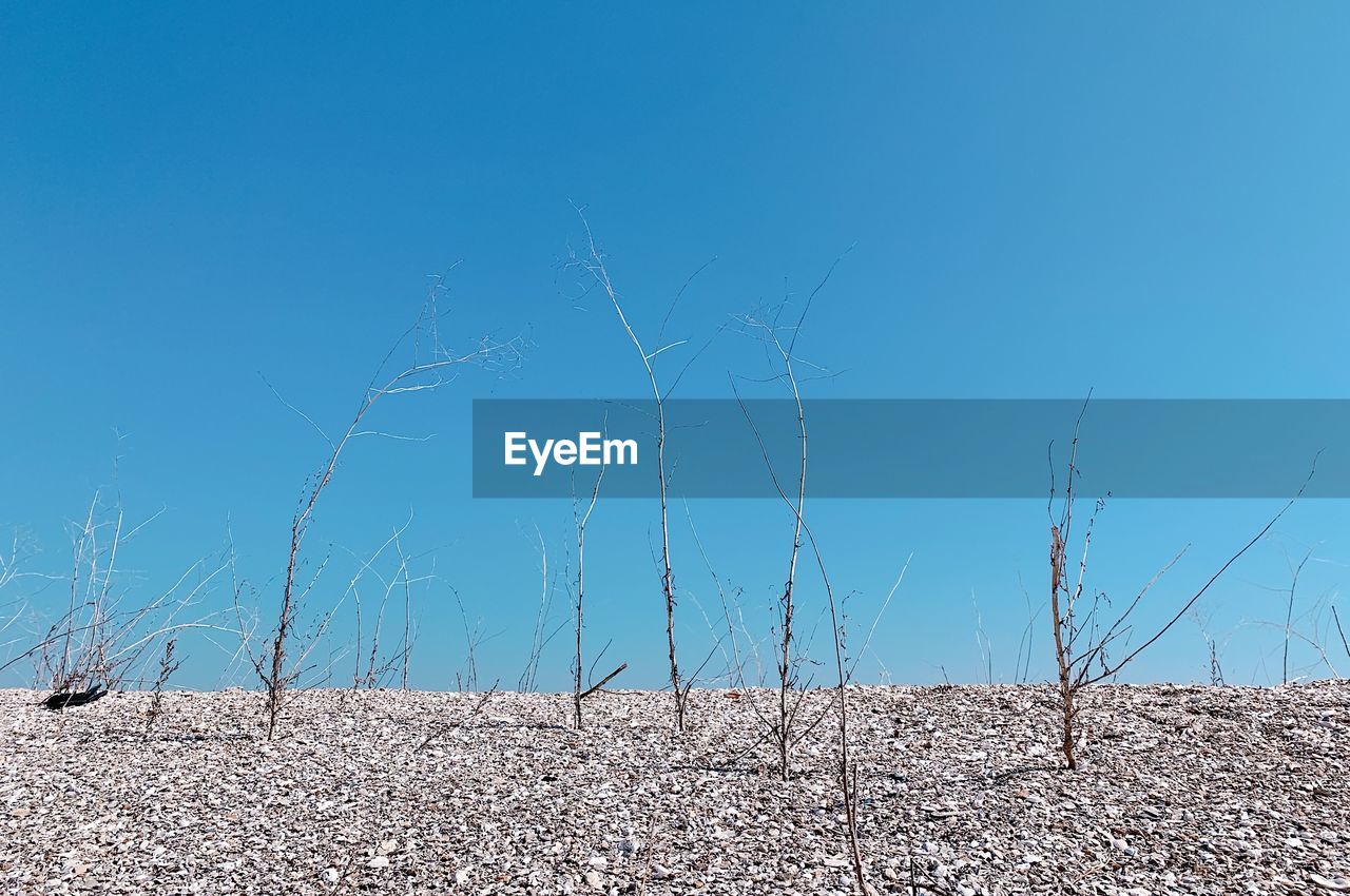 PLANTS ON FIELD AGAINST BLUE SKY