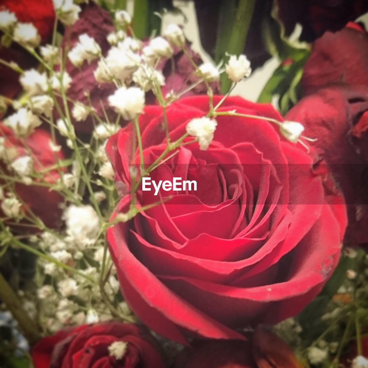 RED ROSES BLOOMING OUTDOORS