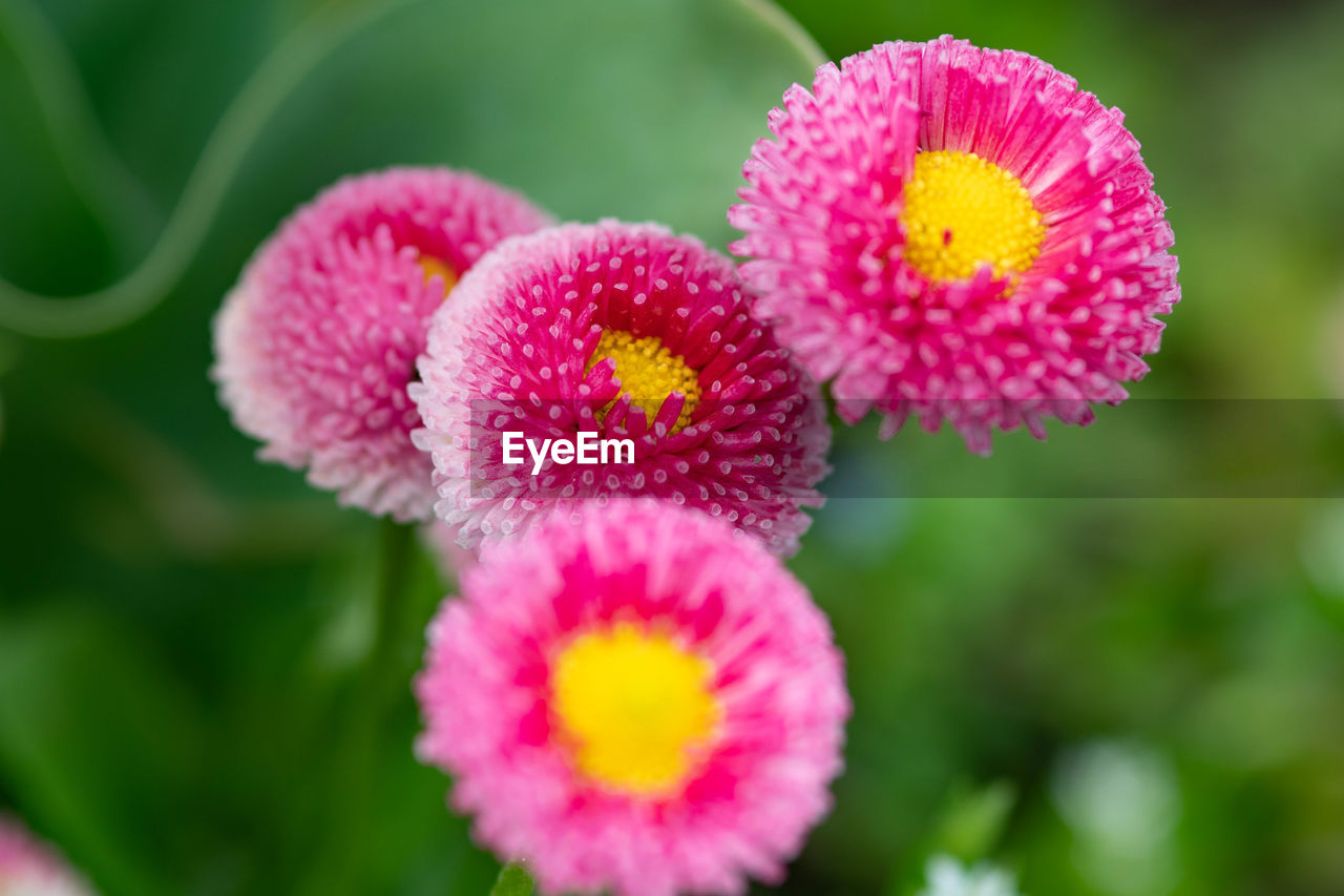 Close-up of pink flower