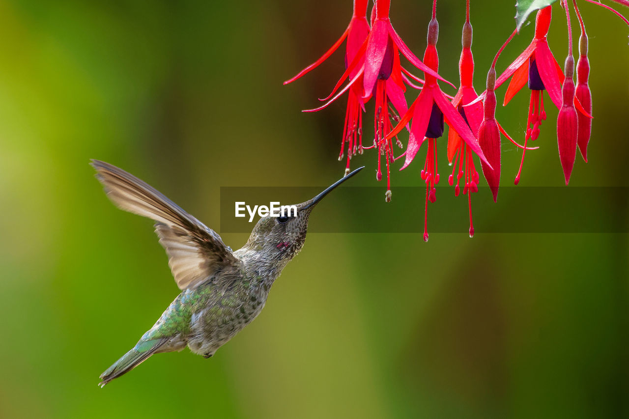 Close-up of bird flying