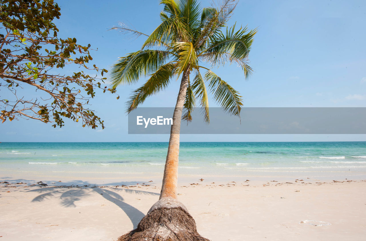 Palms, sunshine and clear blue sky at a vietnamese beach