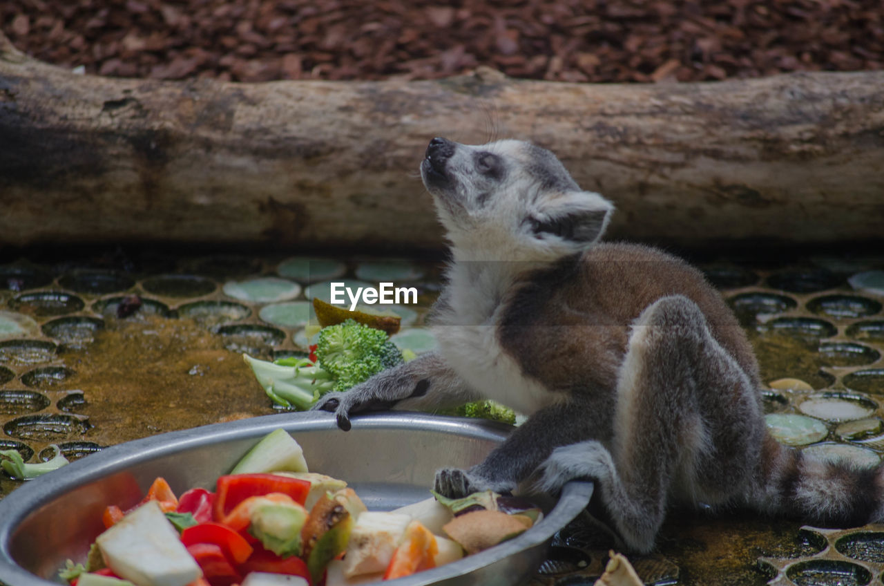 Lemur eating vegetable while sitting outdoors