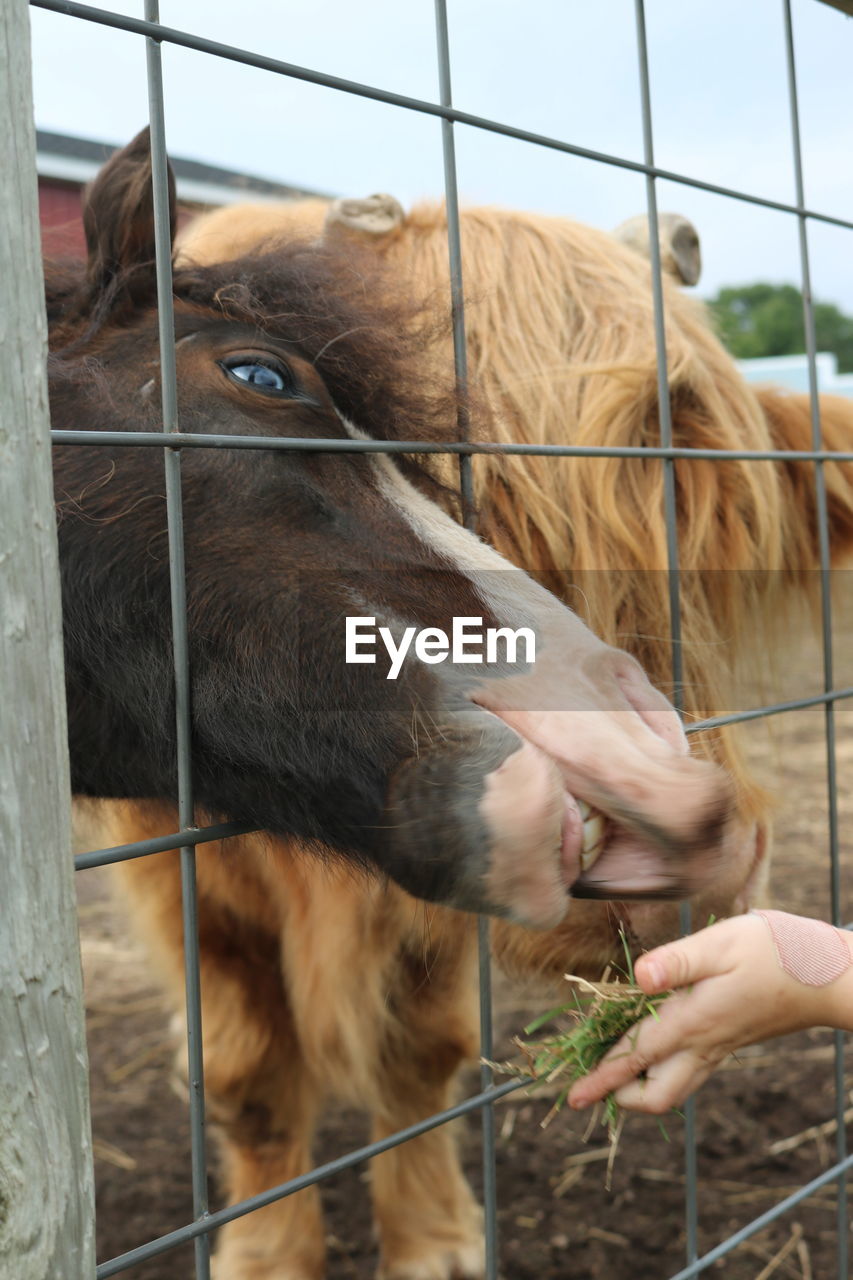 VIEW OF A HORSE ON A FENCE