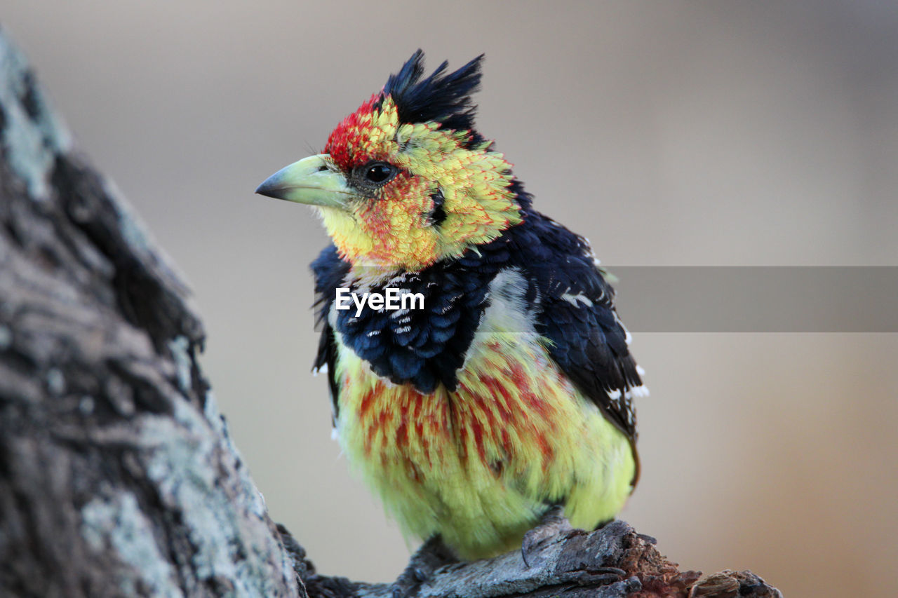 Crested barbet, perched in tree, close-up. 