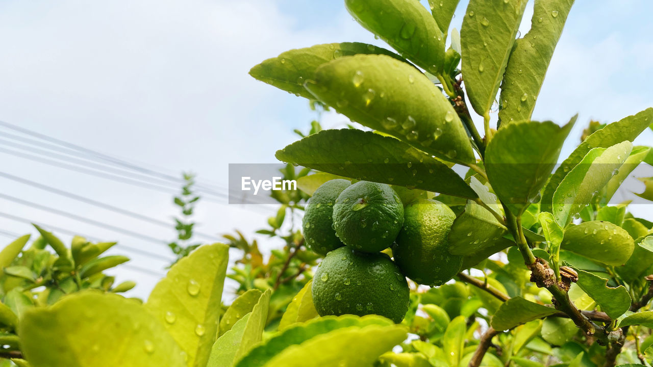 CLOSE-UP OF RAINDROPS ON TREE