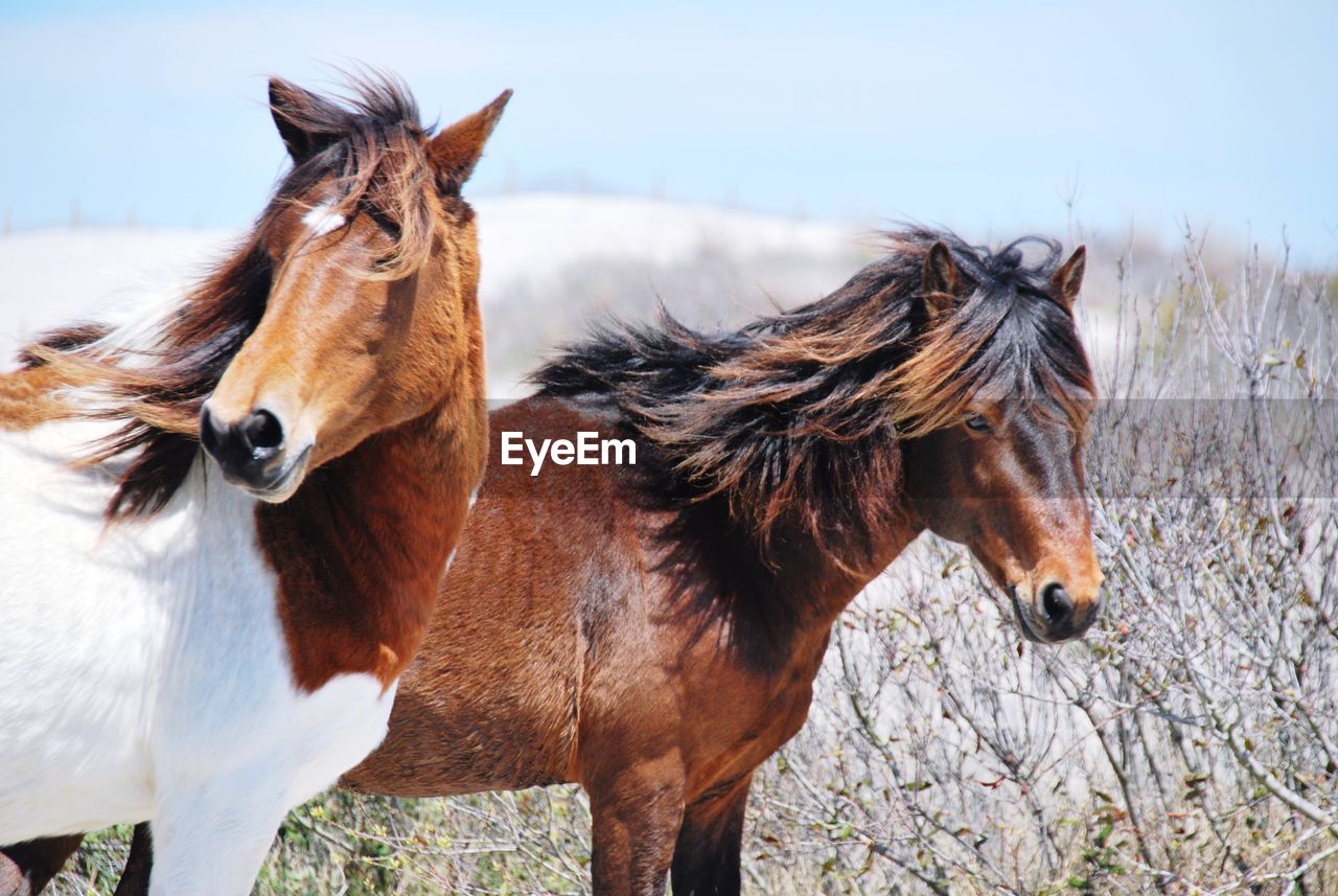 HORSE STANDING IN RANCH