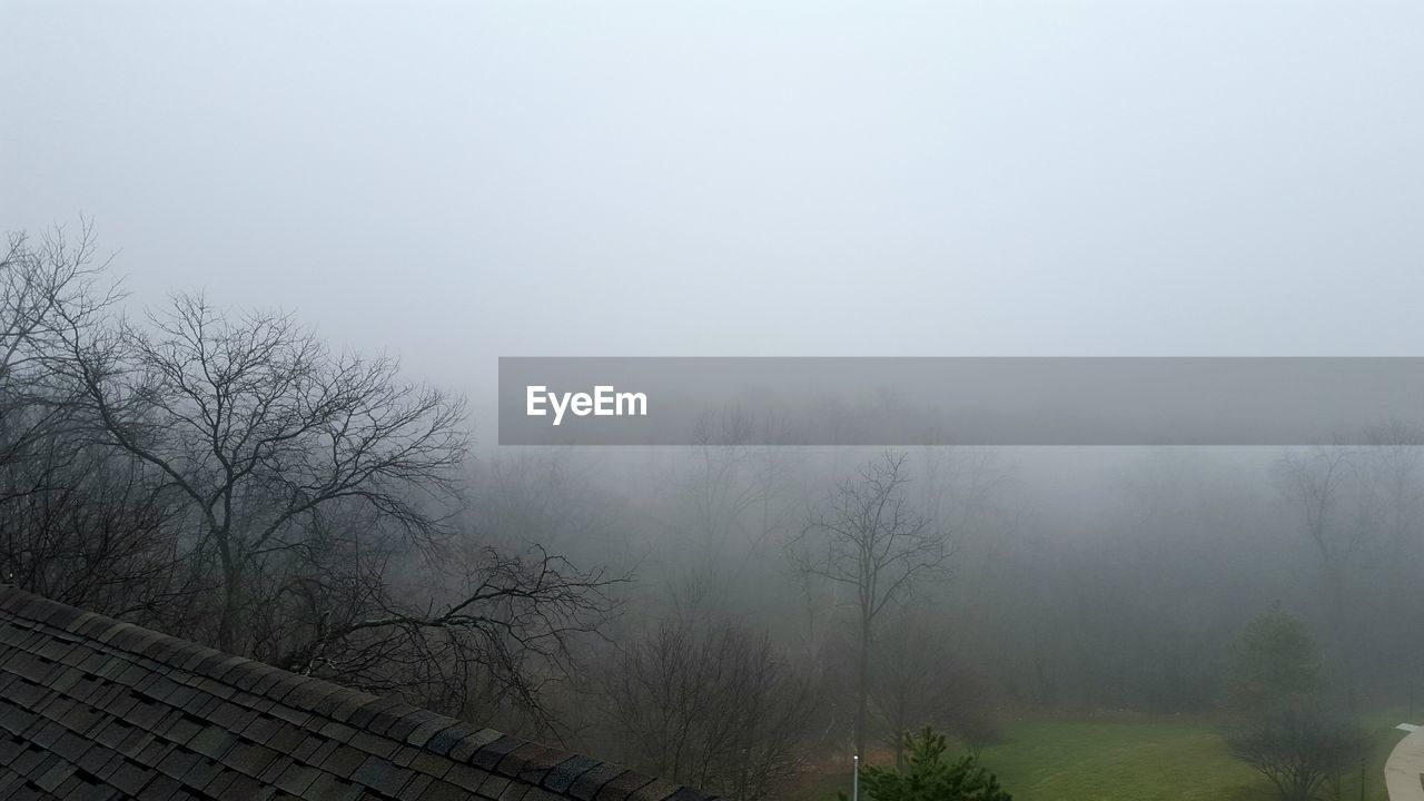 VIEW OF TREES IN FOGGY WEATHER