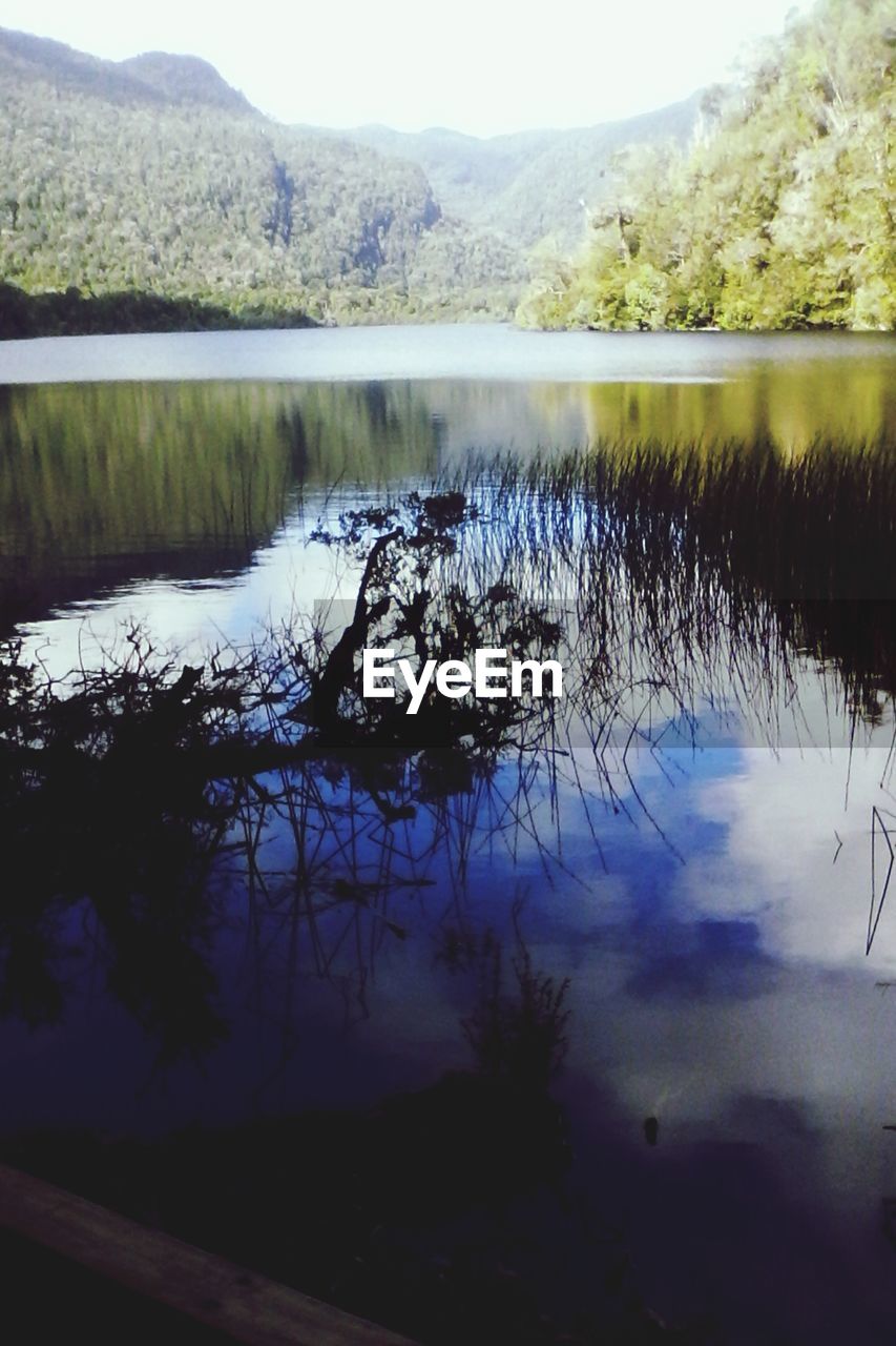 Reflection of trees in calm lake