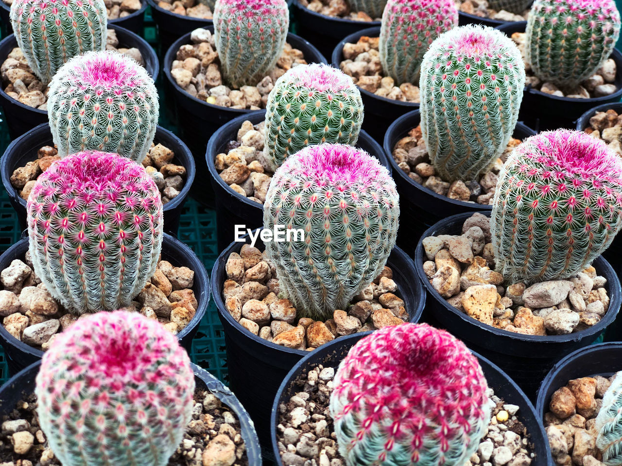 FULL FRAME SHOT OF SUCCULENT PLANTS