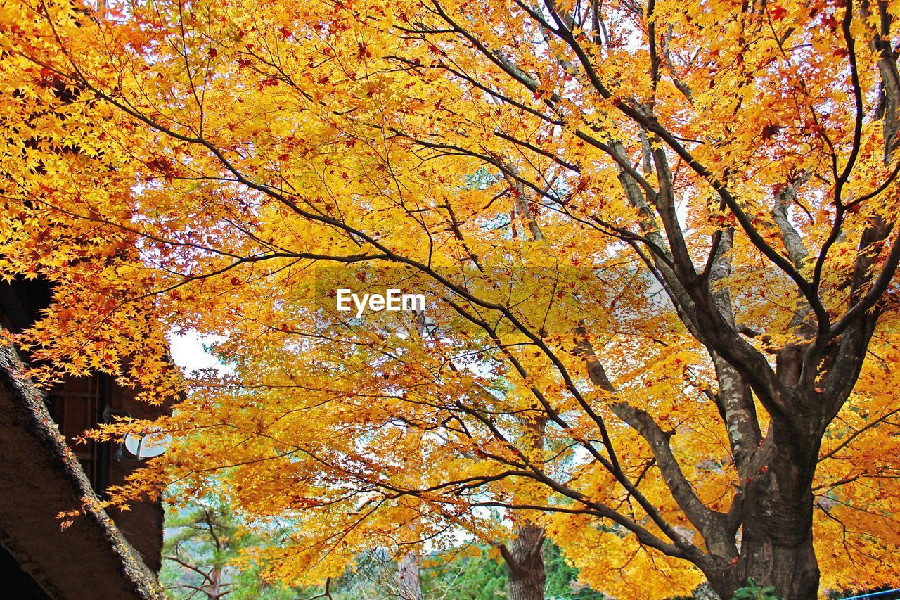 LOW ANGLE VIEW OF TREE AGAINST SKY