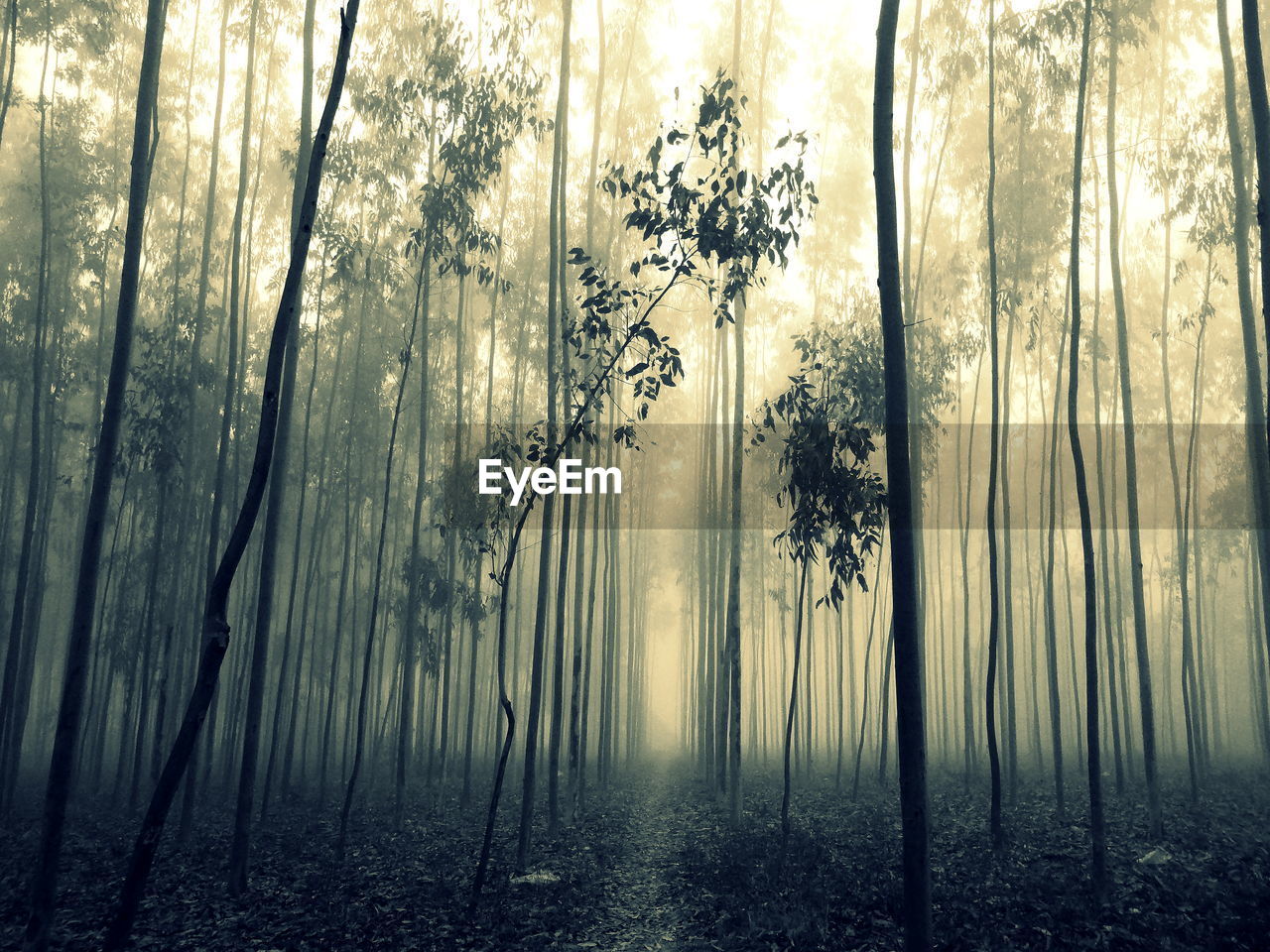 Trees in forest against sky