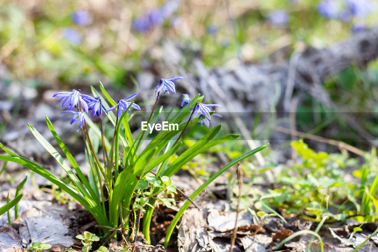 CLOSE-UP OF PURPLE FLOWERING PLANTS ON FIELD