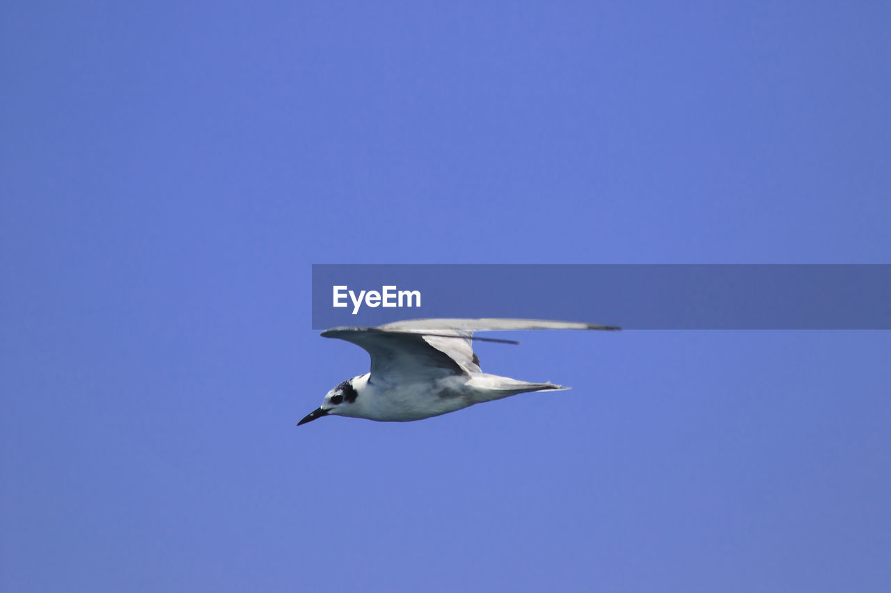 Low angle view of seagull flying