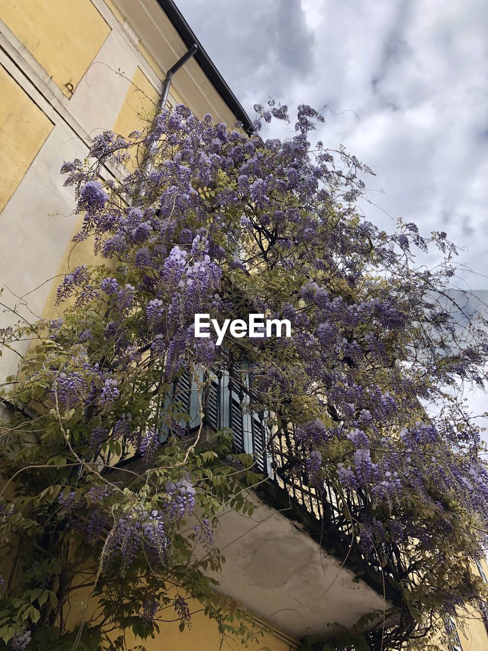 LOW ANGLE VIEW OF PURPLE FLOWERING PLANT AGAINST SKY