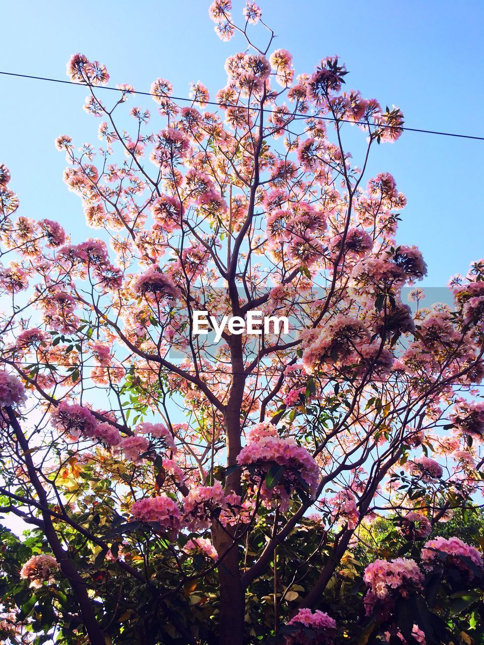 CLOSE-UP OF FRESH PINK FLOWER TREE AGAINST SKY