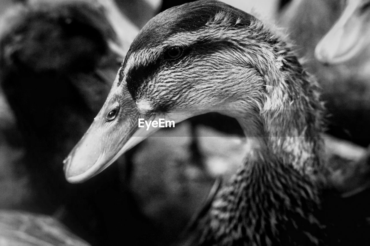 Close-up of a bird looking away