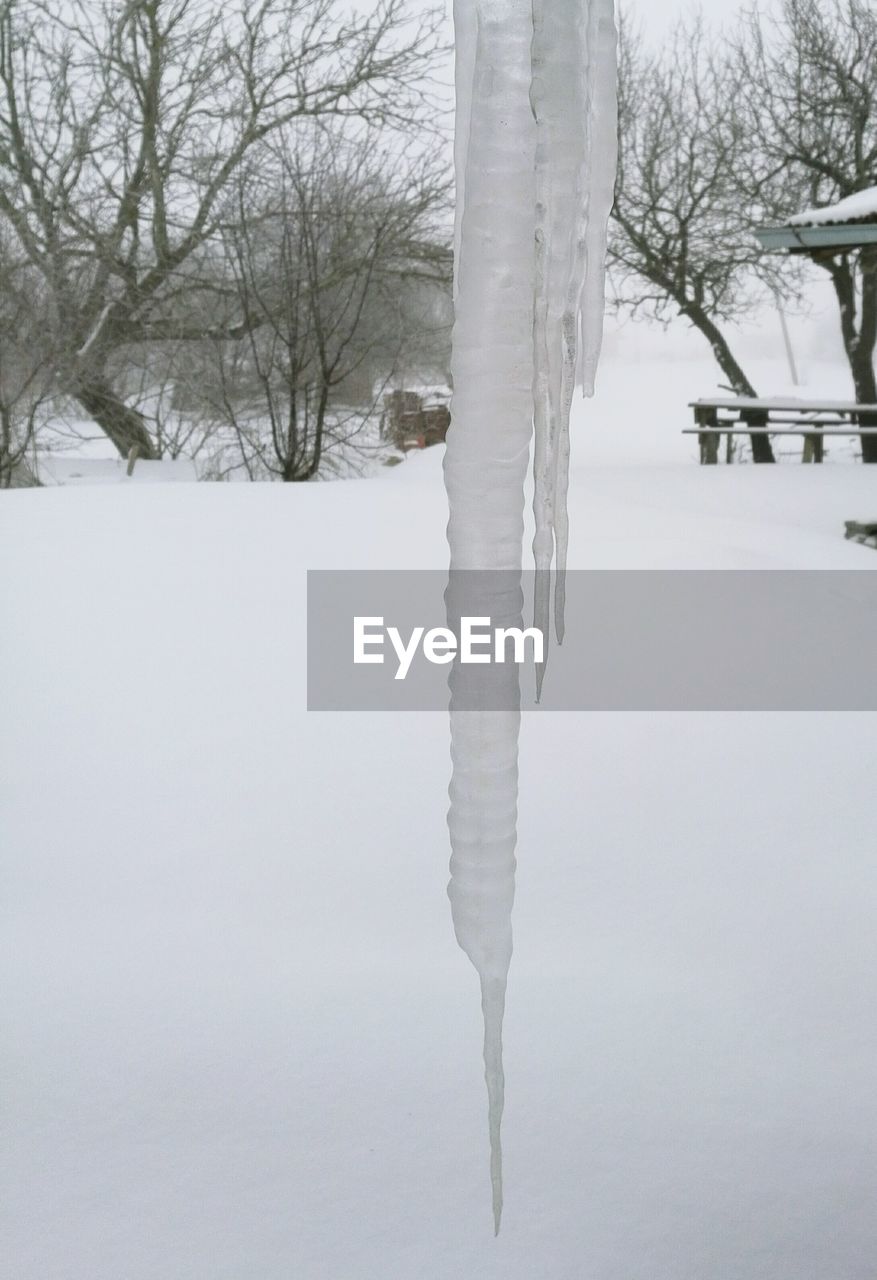 CLOSE-UP OF FROZEN TREES AGAINST SKY