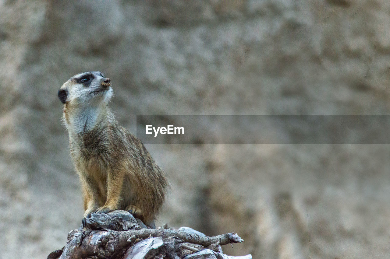 Close-up of meerkat on rock