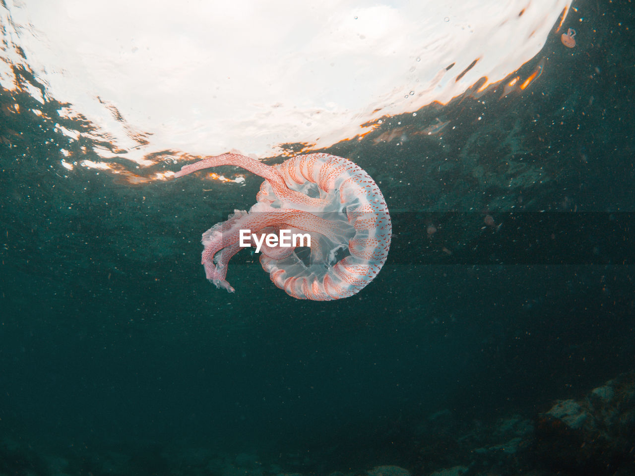 A purple nettle jellyfish floating in the current of the mediterranean