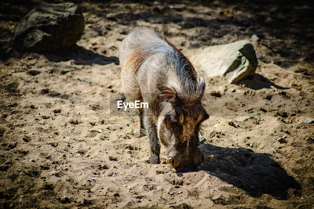 Close-up of wild pig