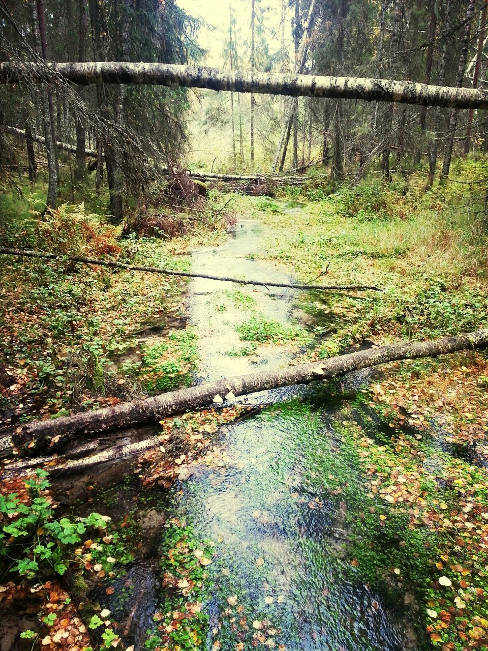 Stream in forest