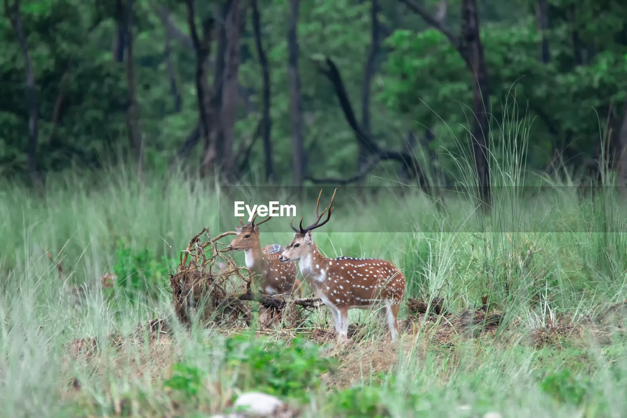 VIEW OF DEER ON FIELD