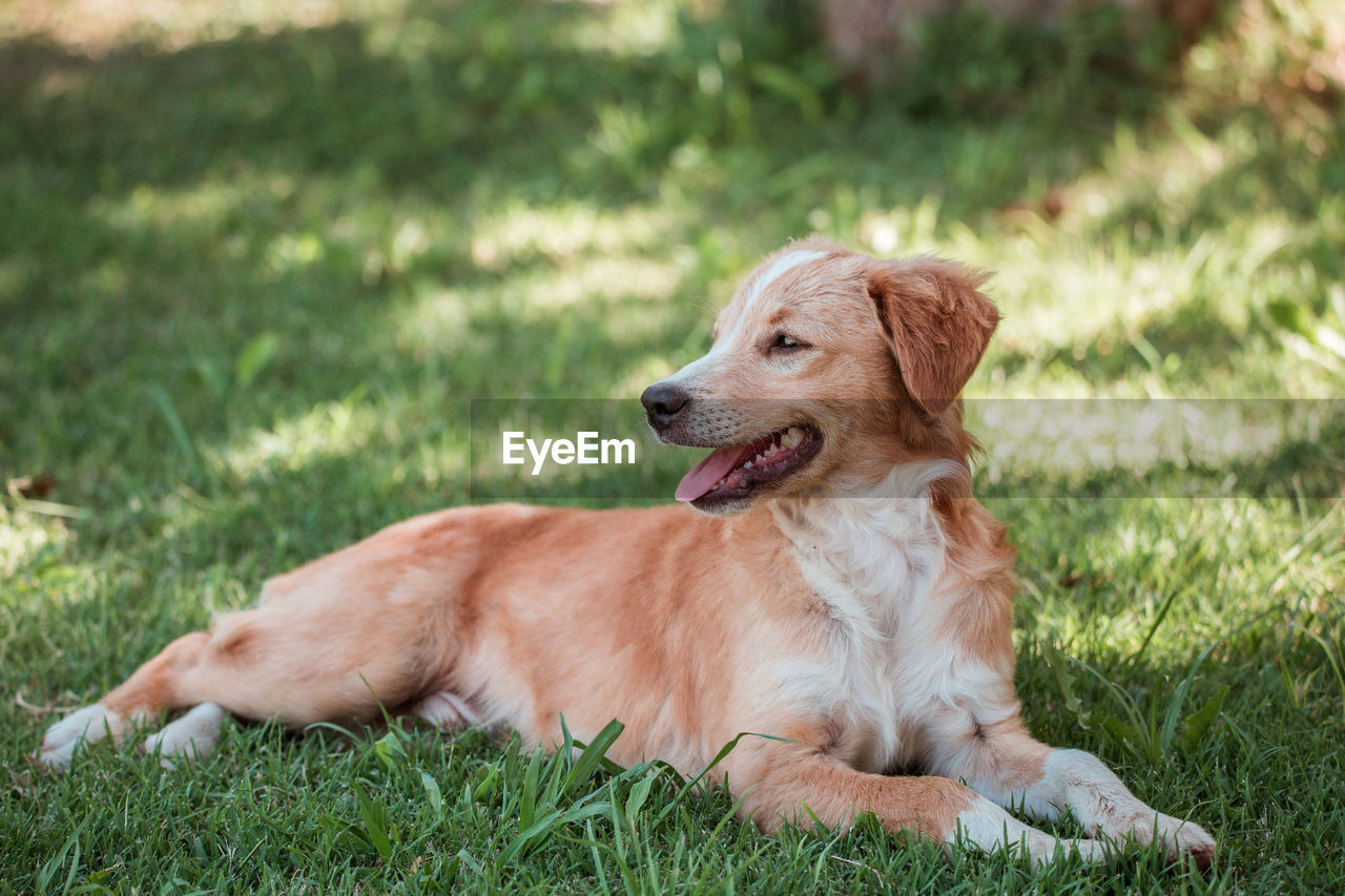 DOG LOOKING AWAY ON GRASS