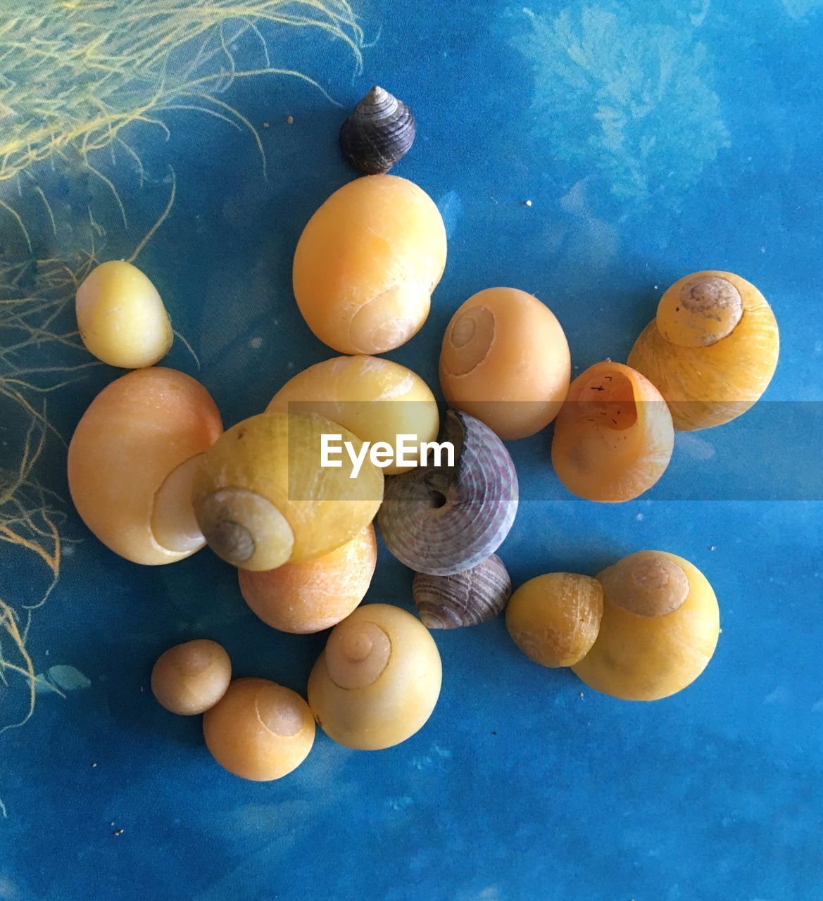 High angle view of shells on table