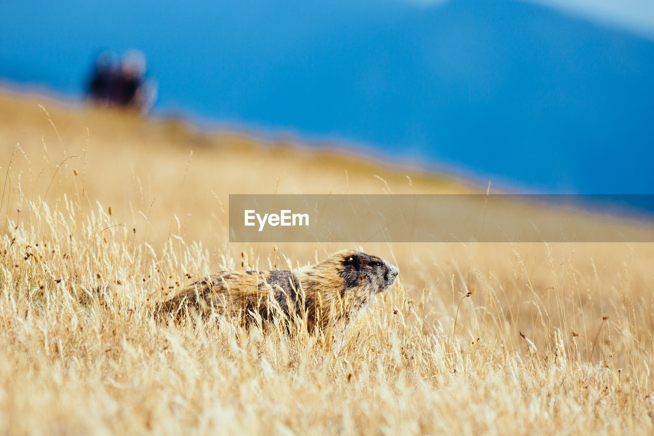 Marmot sitting on grassy field