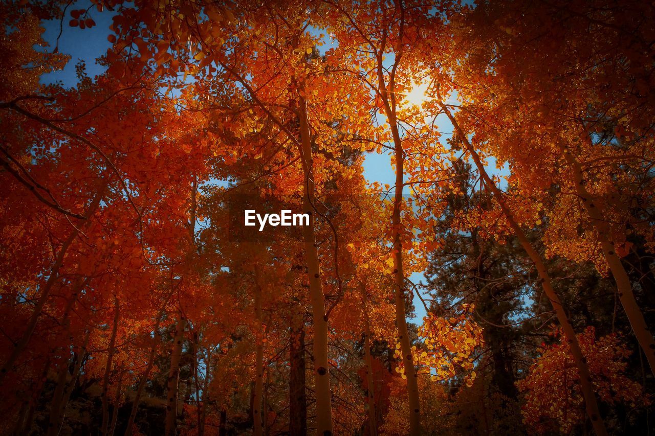 LOW ANGLE VIEW OF MAPLE TREE DURING AUTUMN