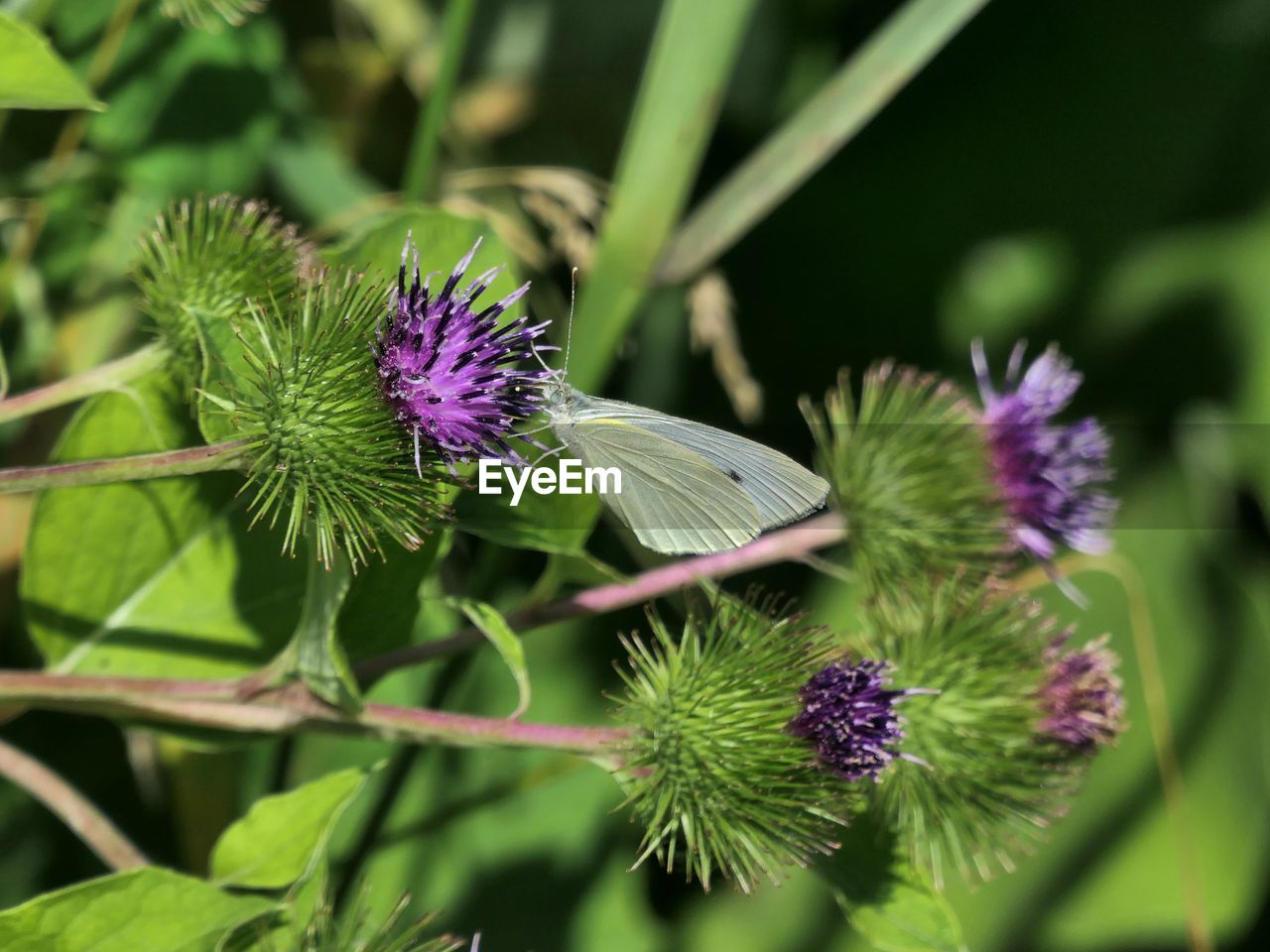 Close-up of purple thistle flowers