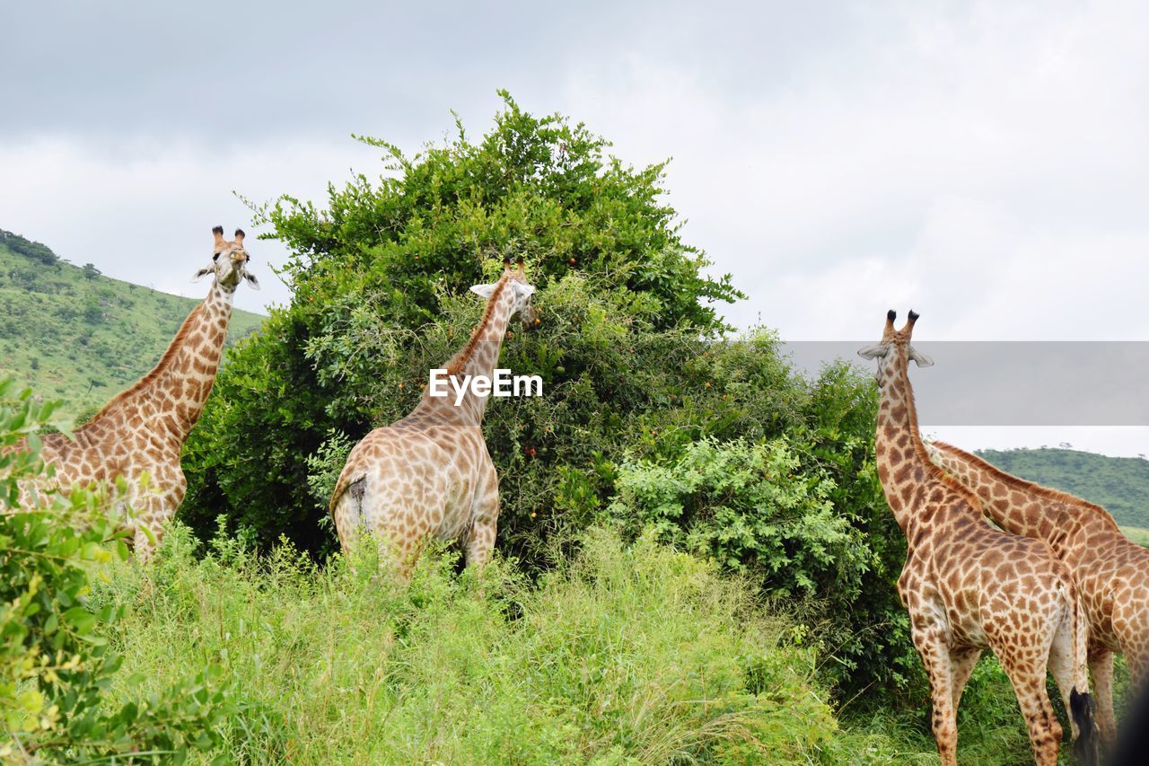 Giraffe standing on grass against sky