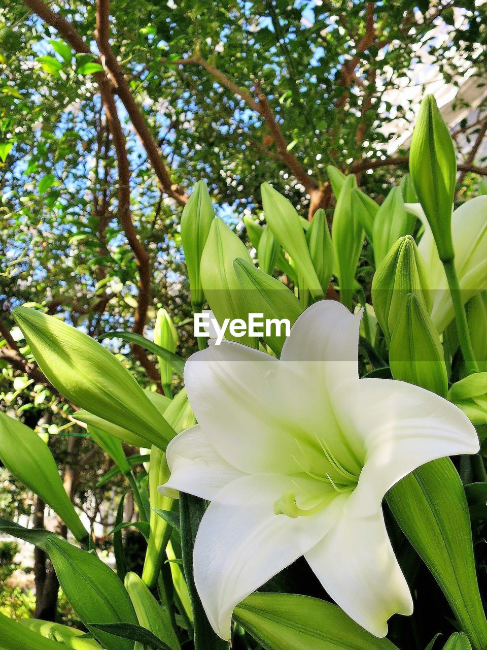 CLOSE-UP OF FLOWER BLOOMING IN PARK