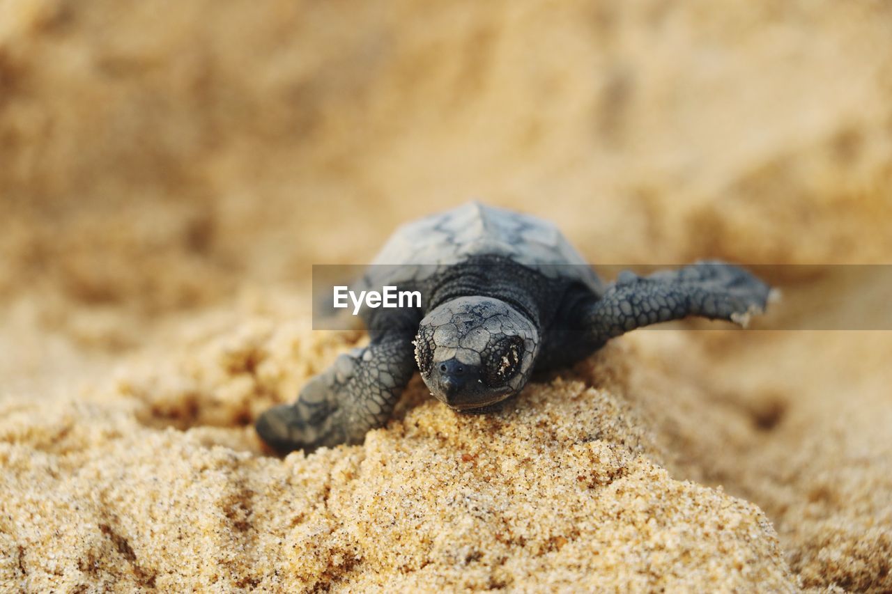 CLOSE-UP OF A TURTLE ON SAND