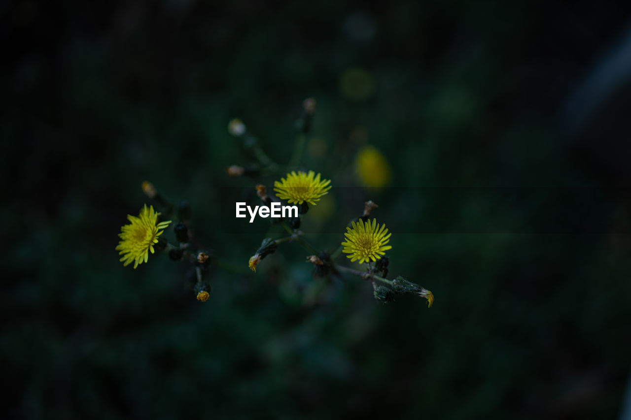 Close-up of yellow flowering plant