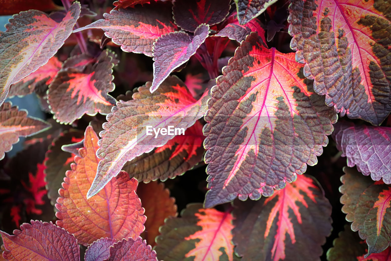 Macro of pink and brown coleus plant leaves