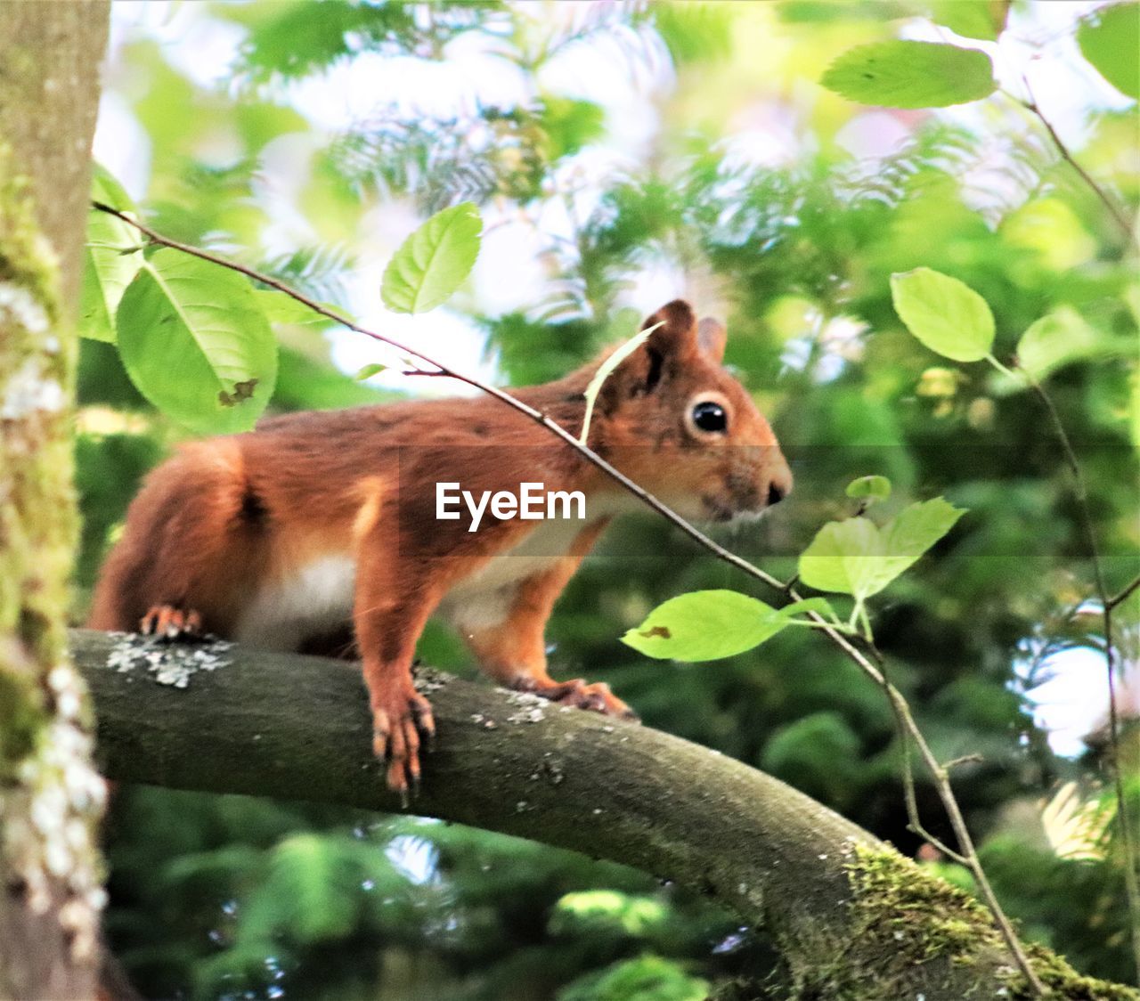 VIEW OF A SQUIRREL