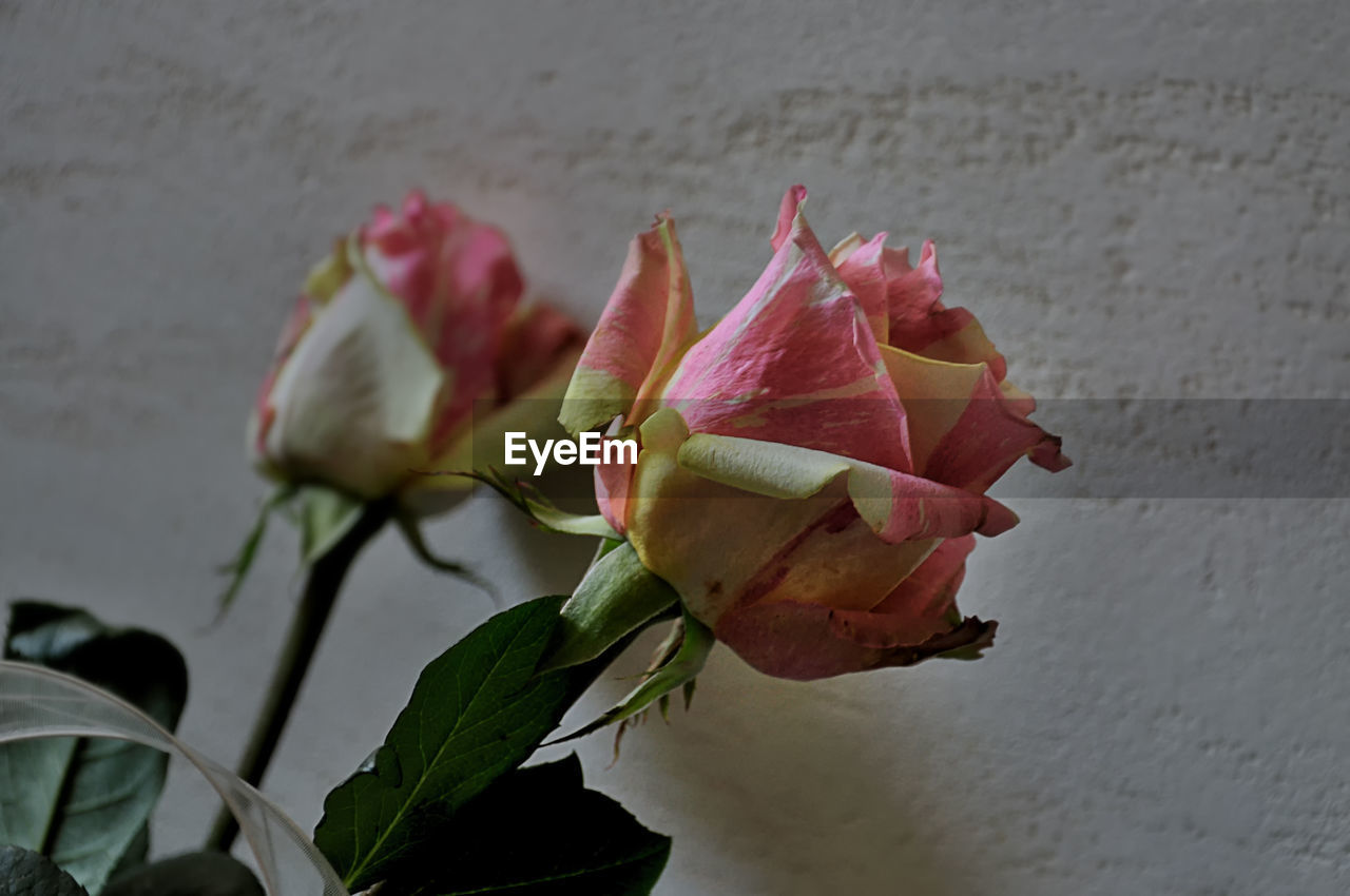 Close-up of rose plant