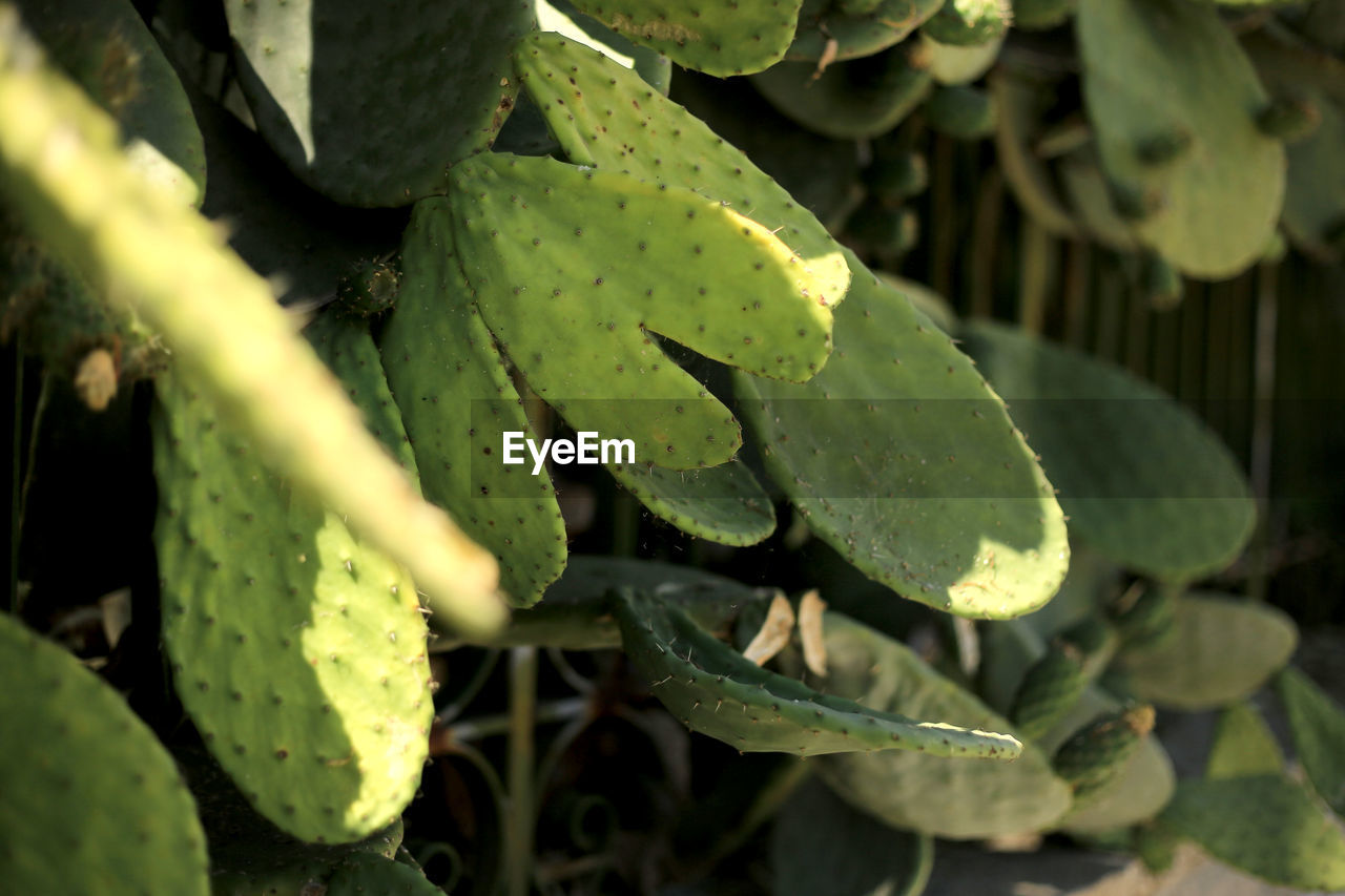 CLOSE-UP OF SUCCULENT PLANTS