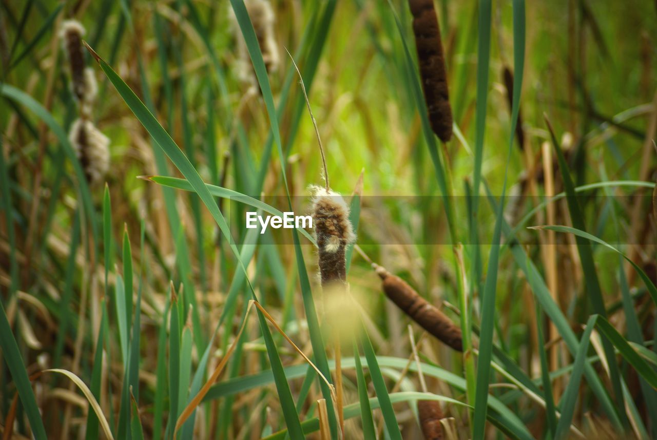 CLOSE-UP OF A LIZARD ON A FIELD