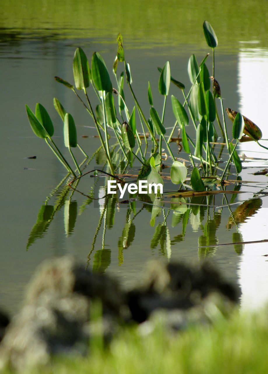 CLOSE-UP OF CACTUS PLANT GROWING IN LAKE