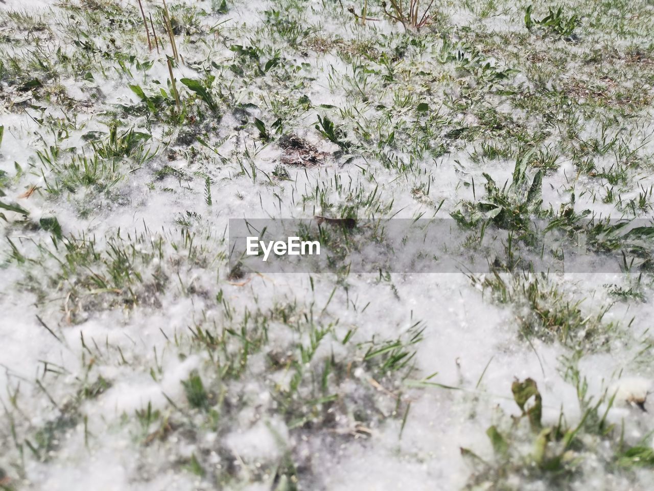 CLOSE-UP OF FROZEN PLANTS ON FIELD