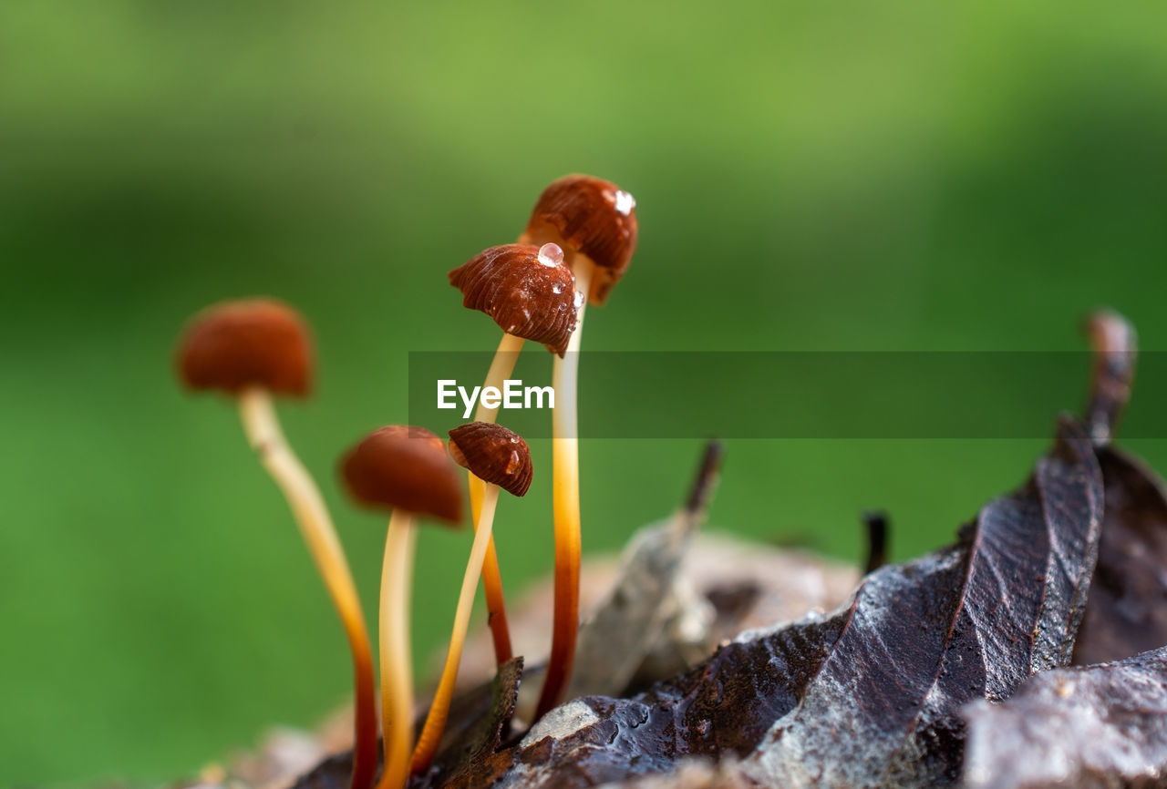 Close up of rusty colored mushroom with raindrop growing from rotten leaf
