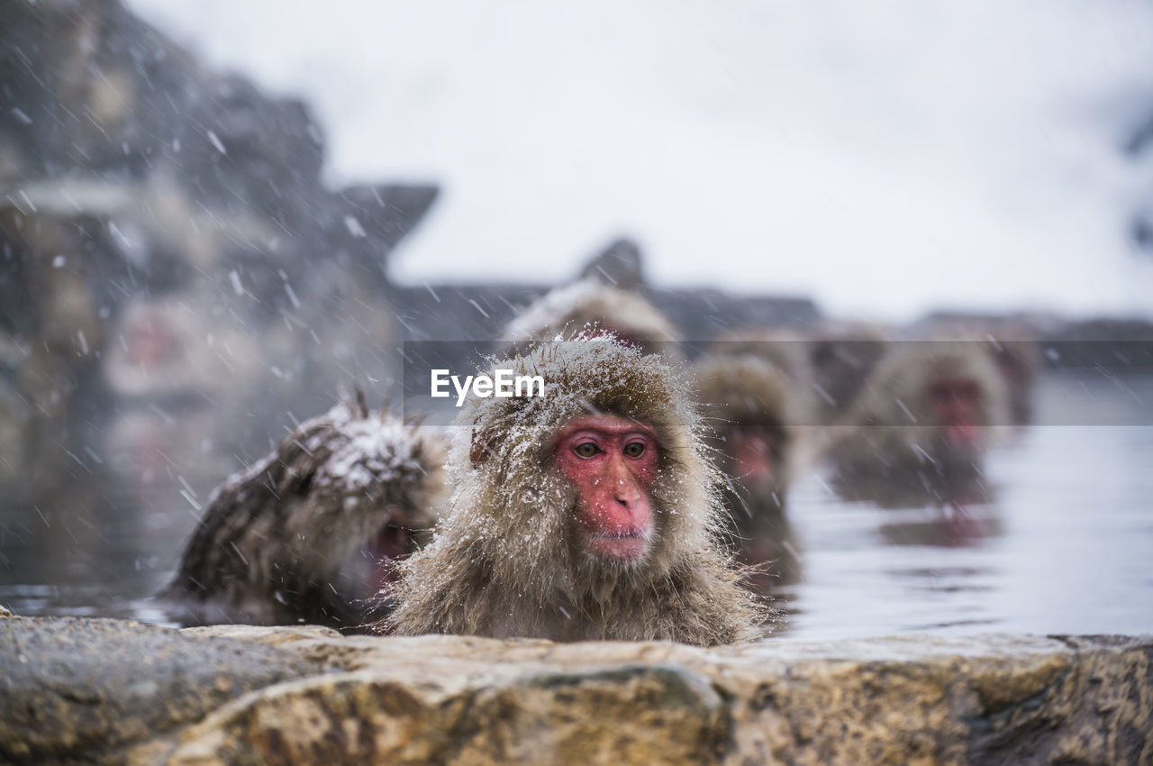 Snow monkeys taking a bath