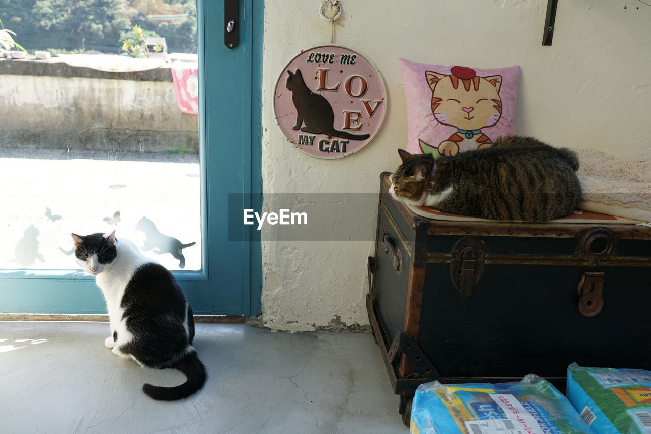 CAT SITTING ON THE WALL OF A MAN