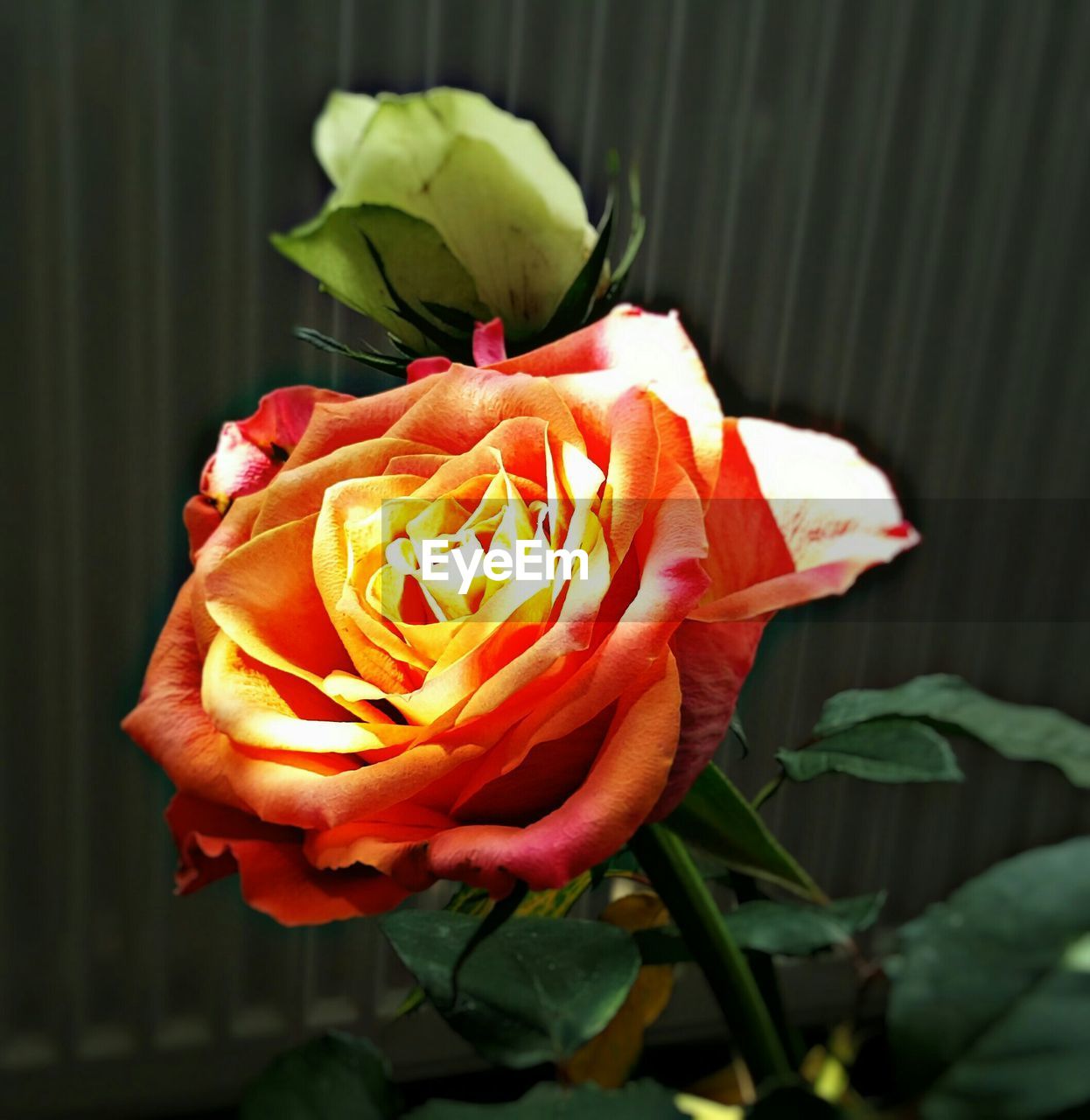 CLOSE-UP OF RED ROSES