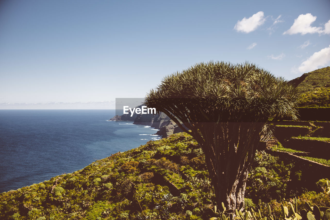 SCENIC VIEW OF SEA AND TREE AGAINST SKY