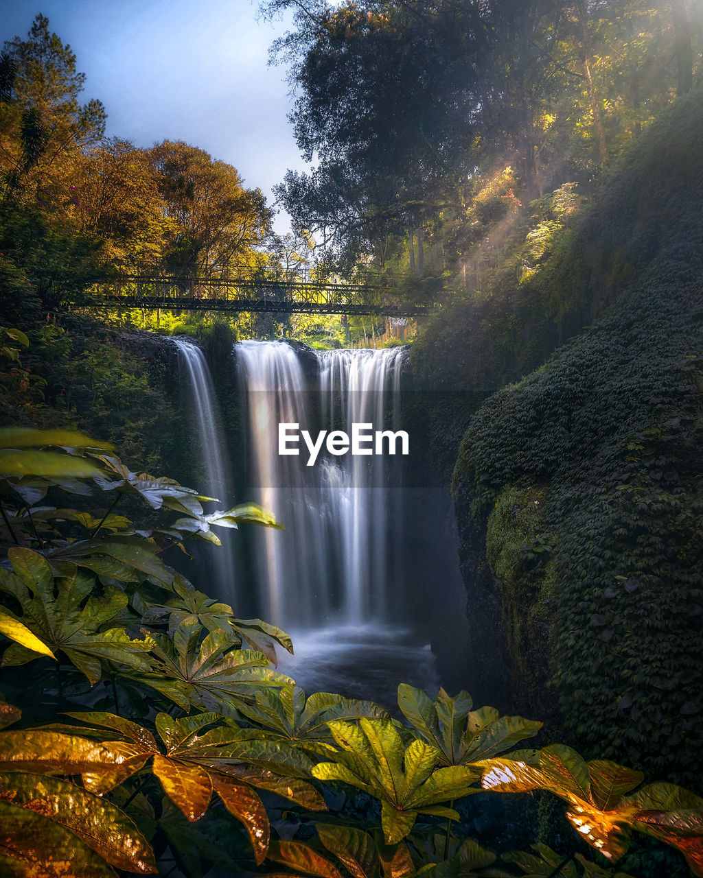 Scenic view of waterfall in forest